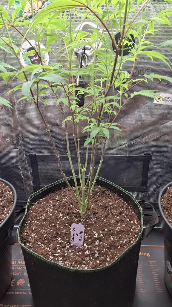 Acidburn_41 tweet media