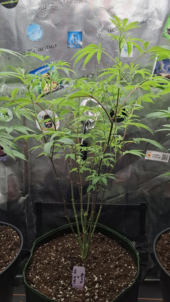 Acidburn_41 tweet media