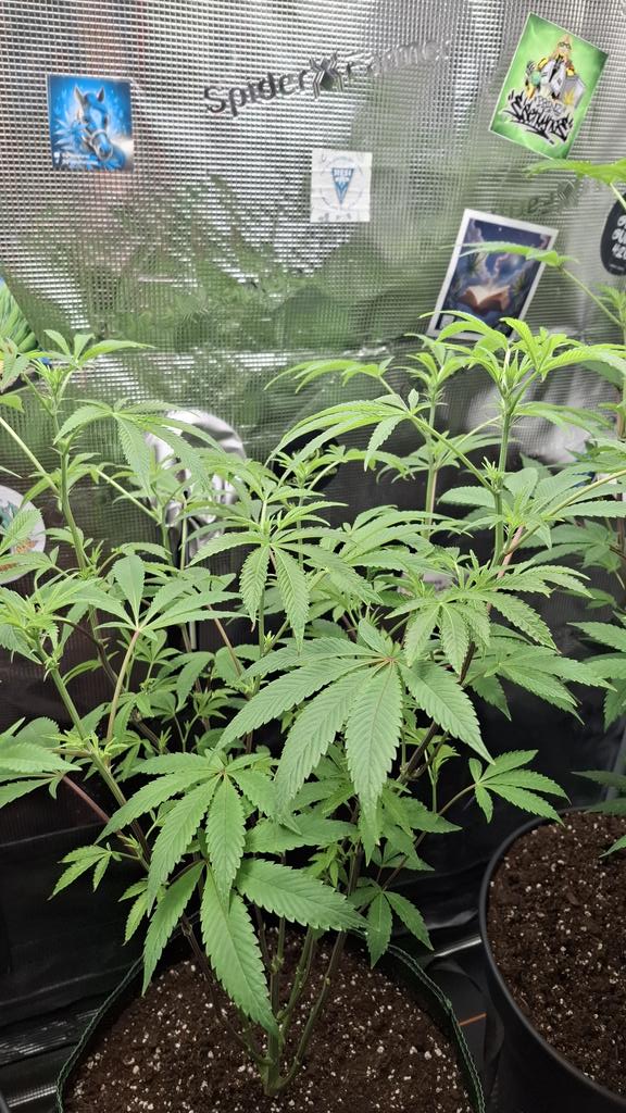 Acidburn_41 tweet media