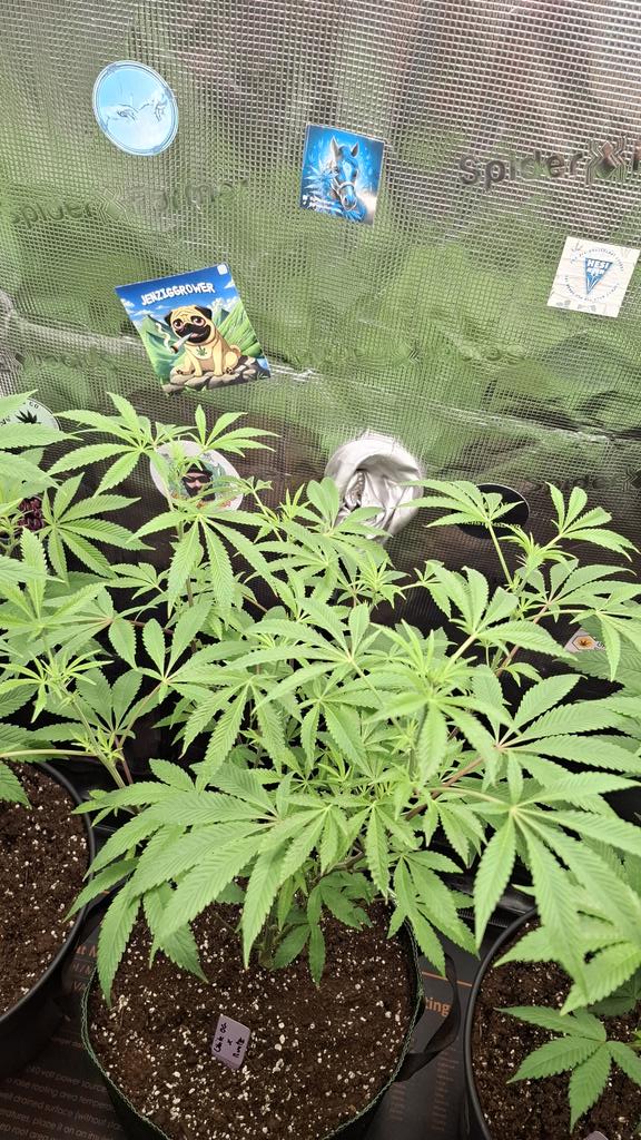 Acidburn_41 tweet media