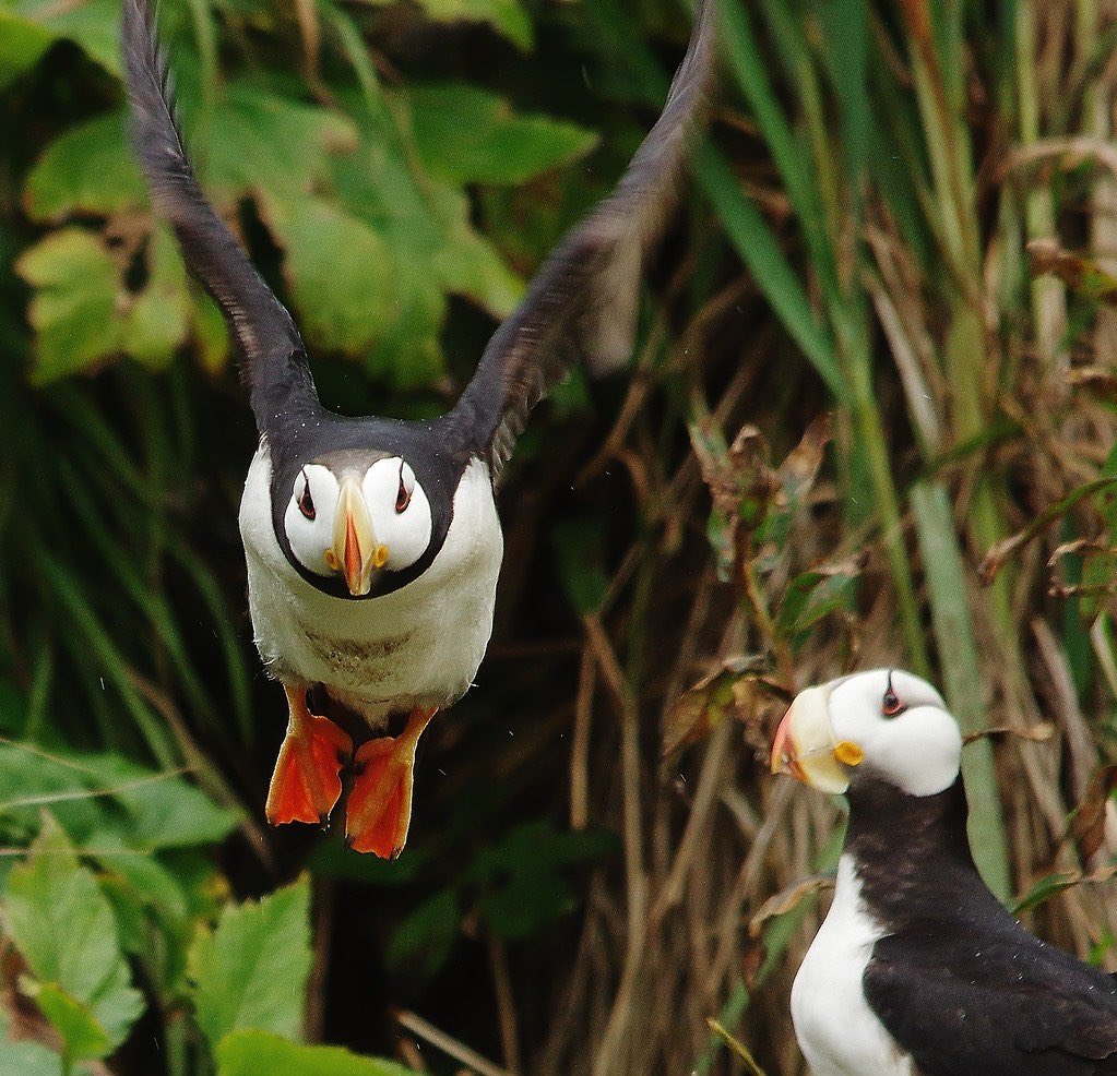 Puffins Daily tweet media