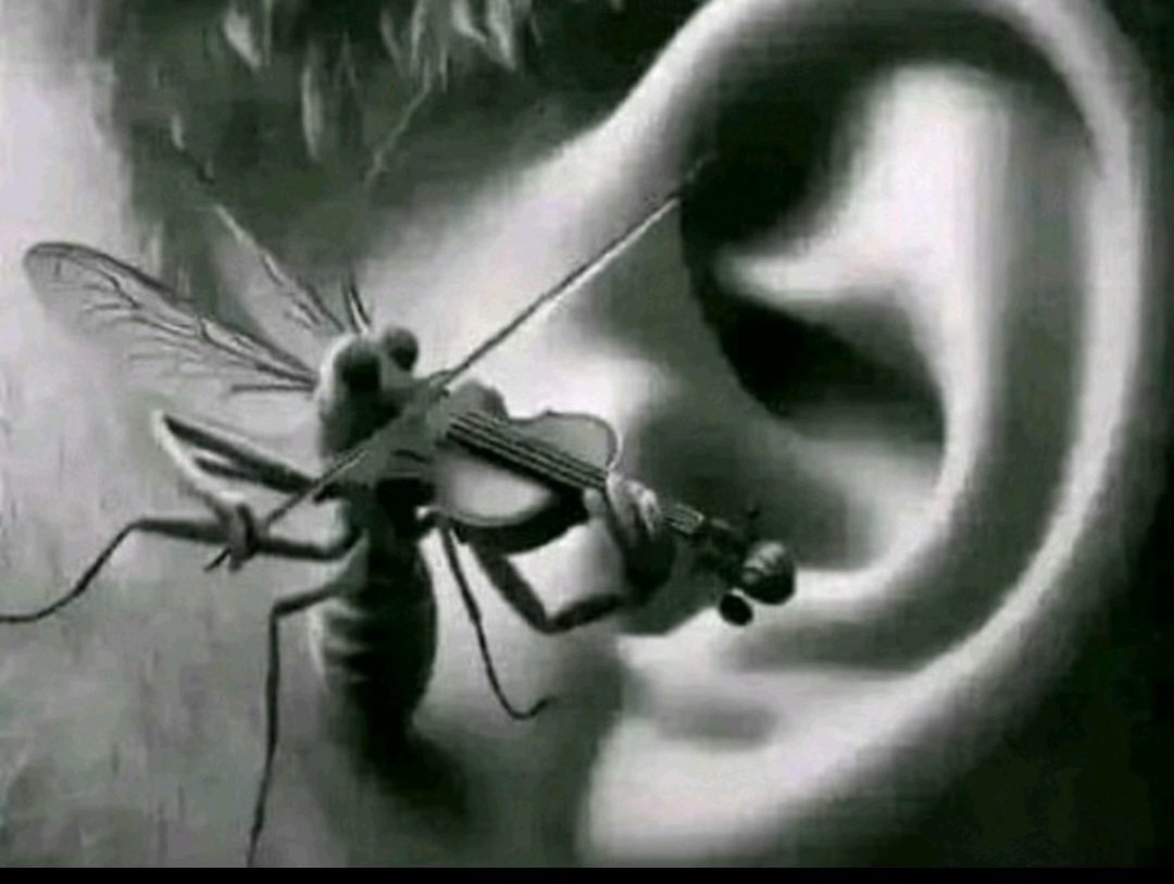 Turky Boi 501 tweet media