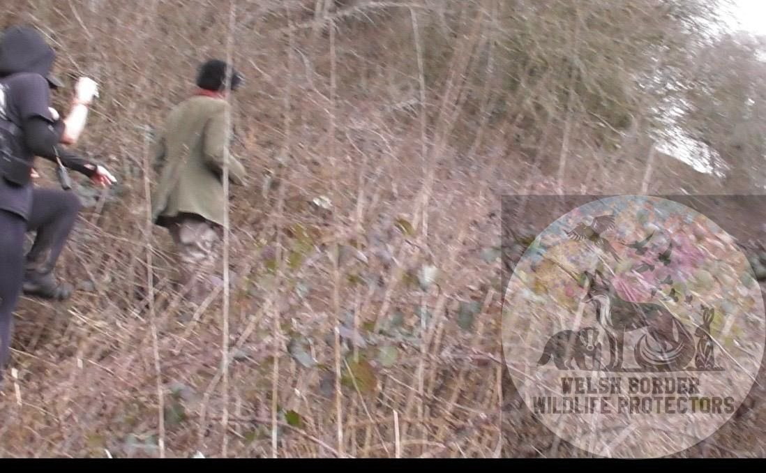 Welsh Border Wildlife Protectors tweet media