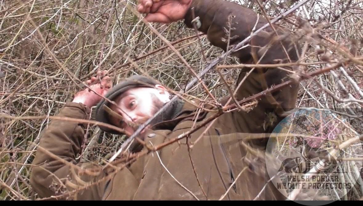 Welsh Border Wildlife Protectors tweet media