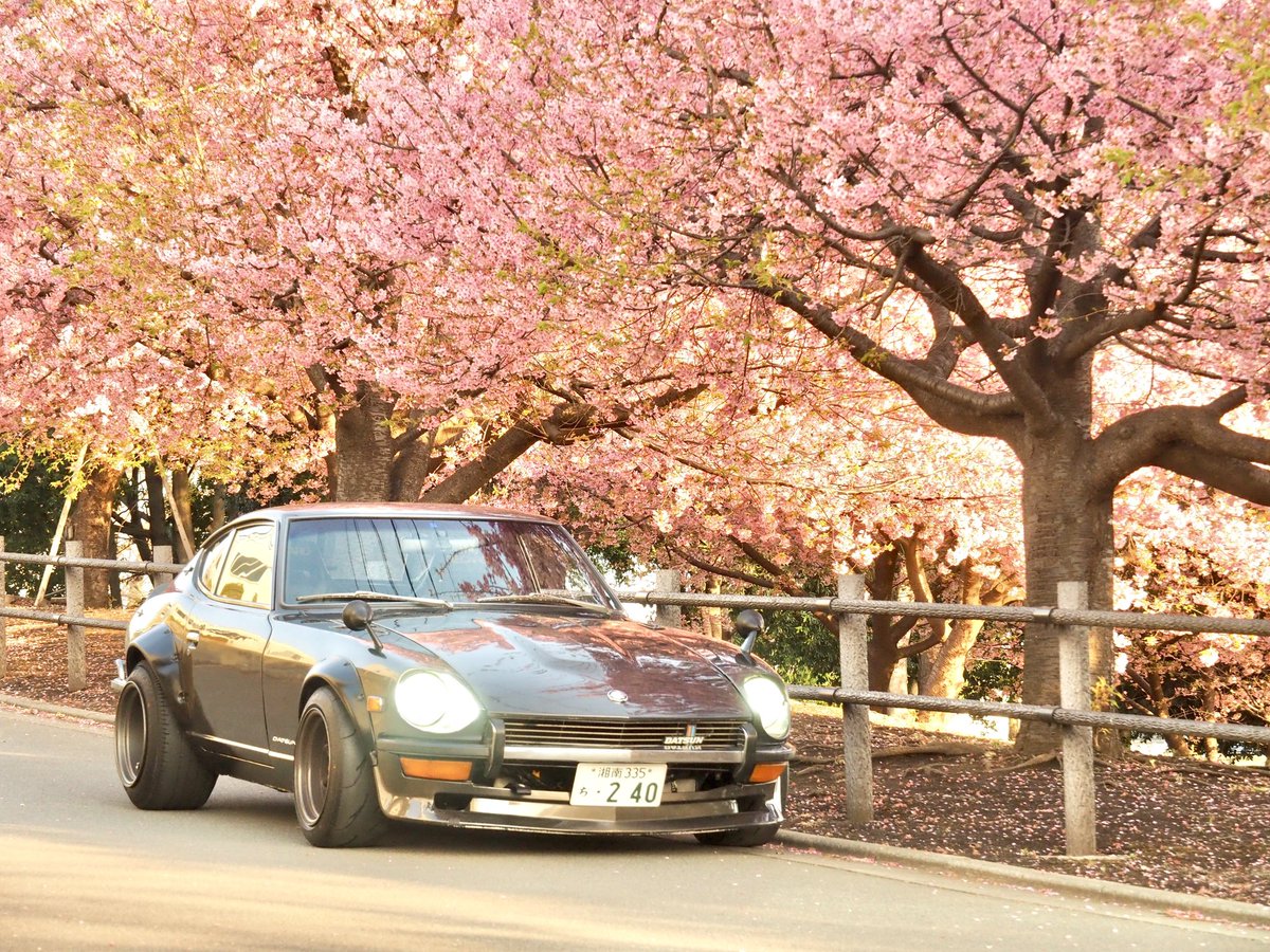 yasaimeijin0240's tweet image. 綾瀬市の河津桜が一気に満開。🌸🥰
気付けば3月…。もの凄いスピードで時が流れて行く…。⚡️
#s30z #240z #河津桜 #綾瀬市