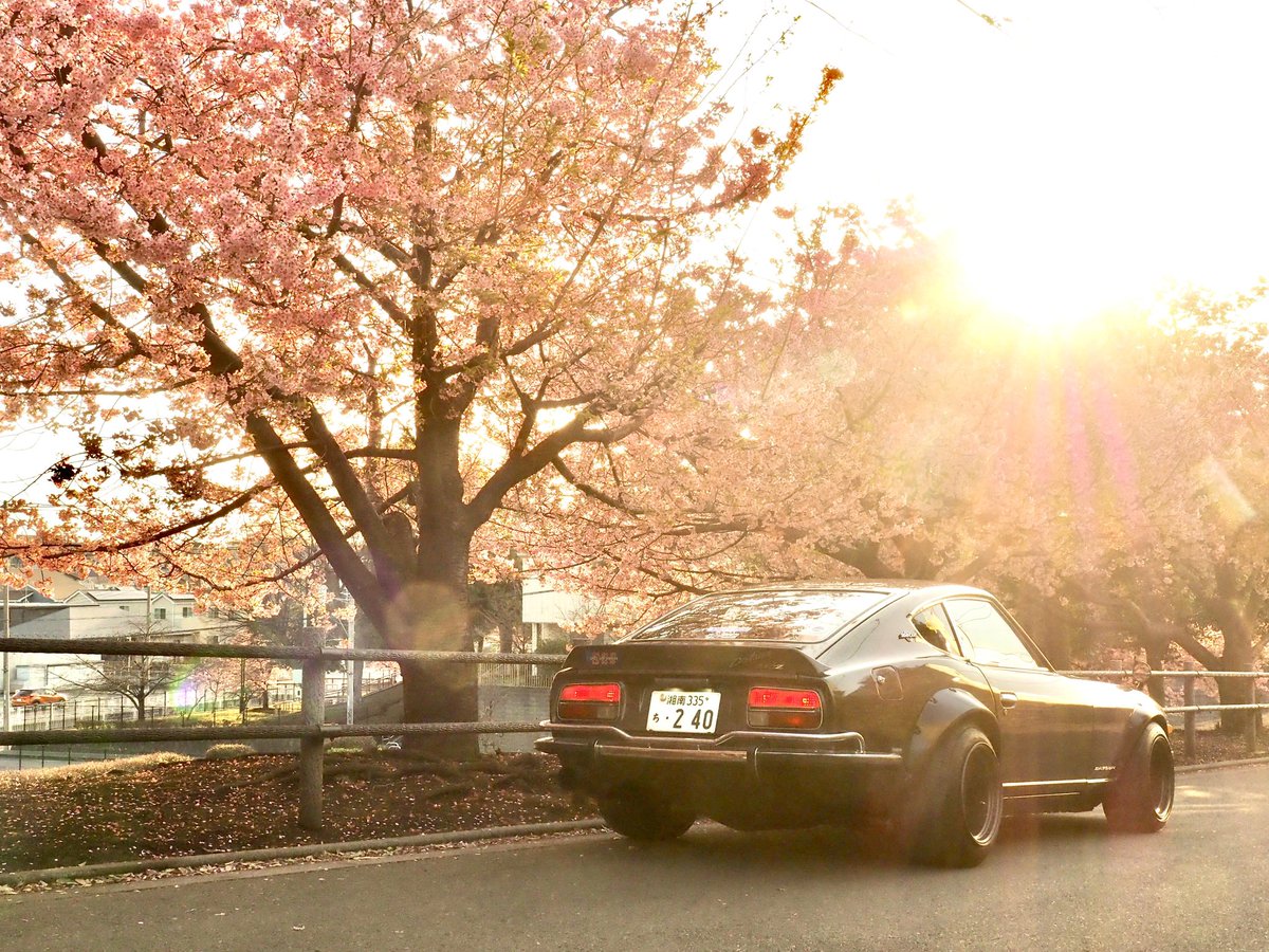 yasaimeijin0240's tweet image. 綾瀬市の河津桜が一気に満開。🌸🥰
気付けば3月…。もの凄いスピードで時が流れて行く…。⚡️
#s30z #240z #河津桜 #綾瀬市