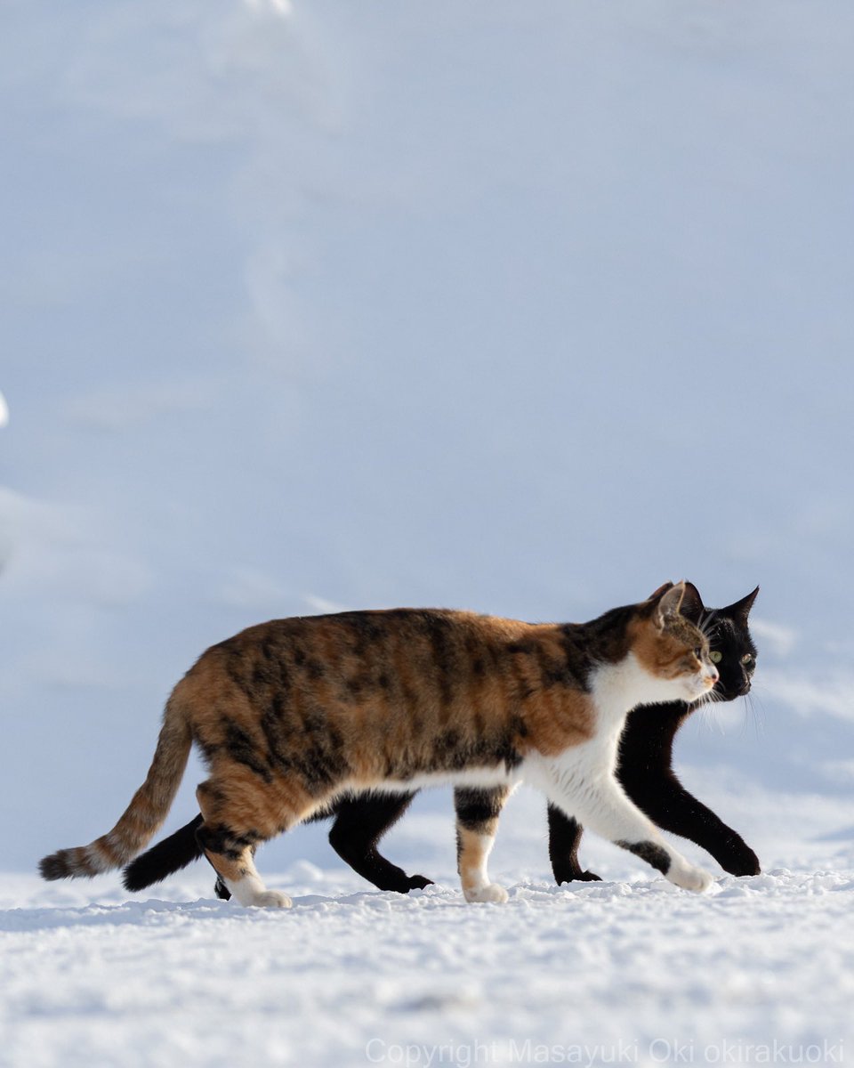 ぱお (@pao5656) / Posts / X