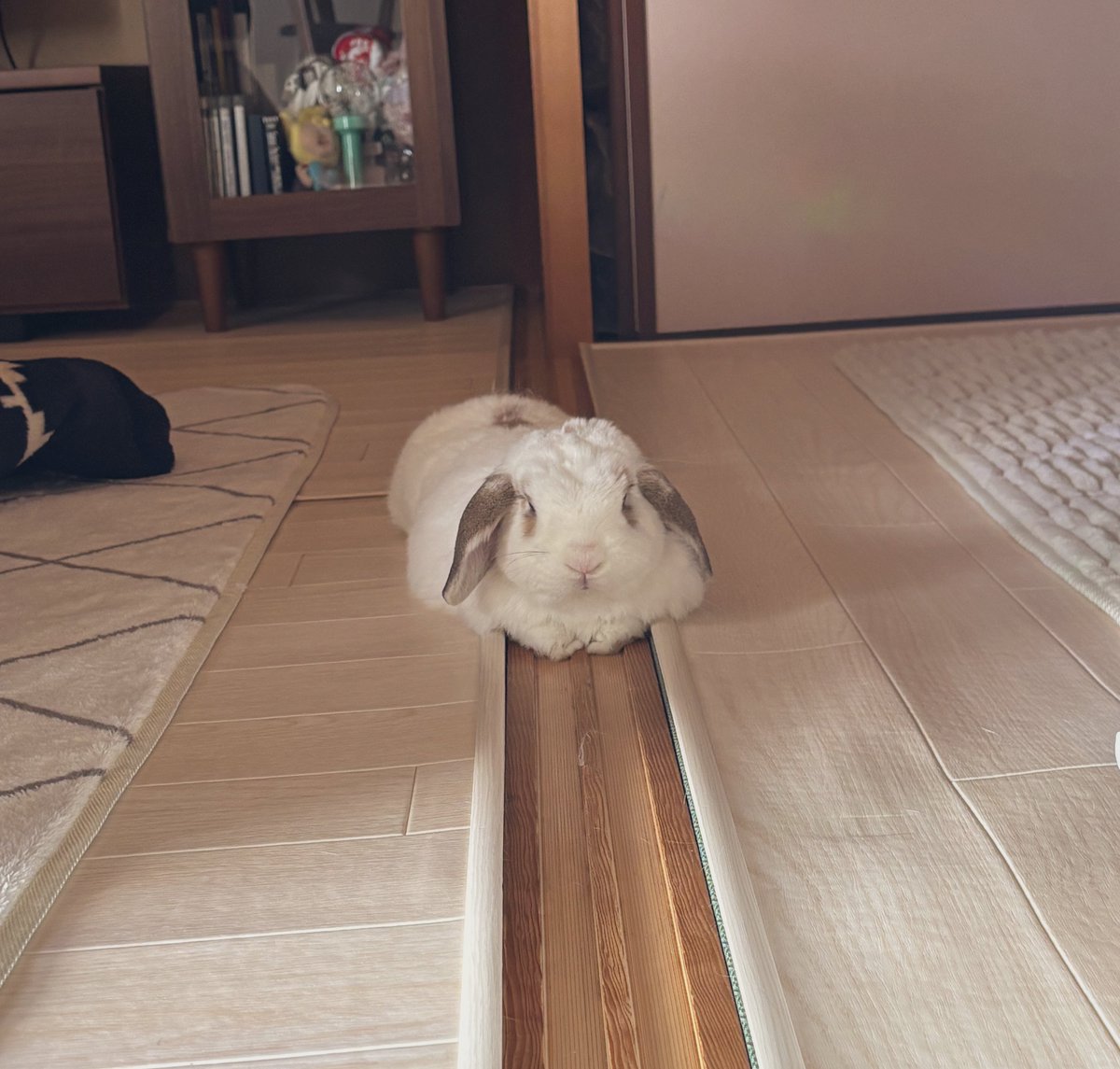 うさぎのベルちゃん tweet media
