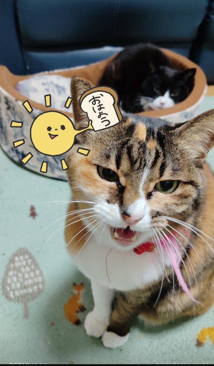 おはようSUN☀〰️！！ #弥生3月🎎🌸 いつも見て下さりありがとう