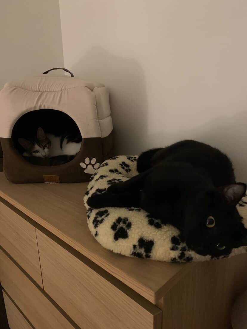 emma_fbe's tweet photo. Finalement on l’a cette botlane à la maison (ils ont copulé et ont faillit nous faire des chatons) https://t.co/XM3e6BMqRP