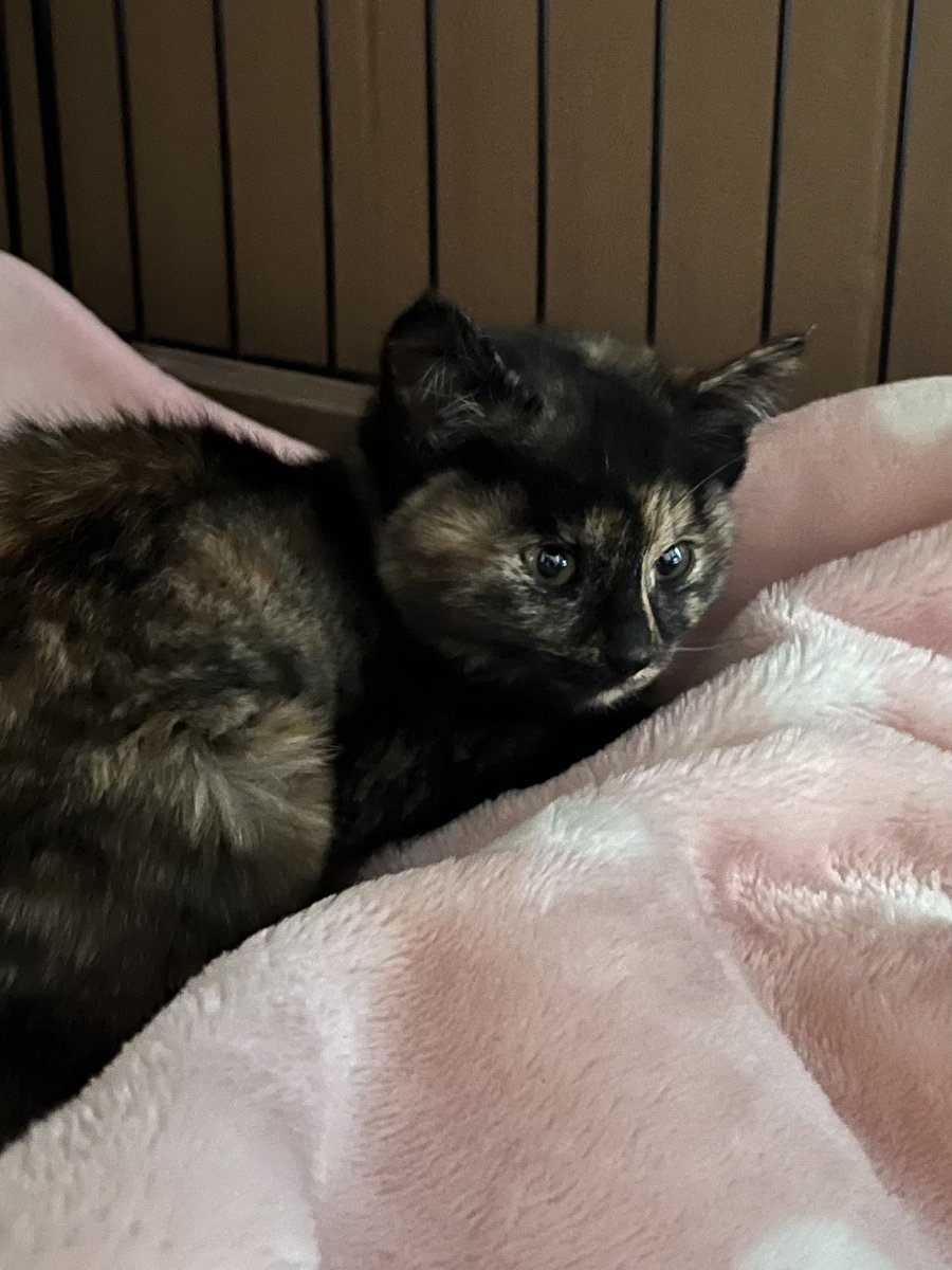 猫好きさんと繋がりたい #猫のいる暮らし #サビ猫 #サビ猫はいいぞ