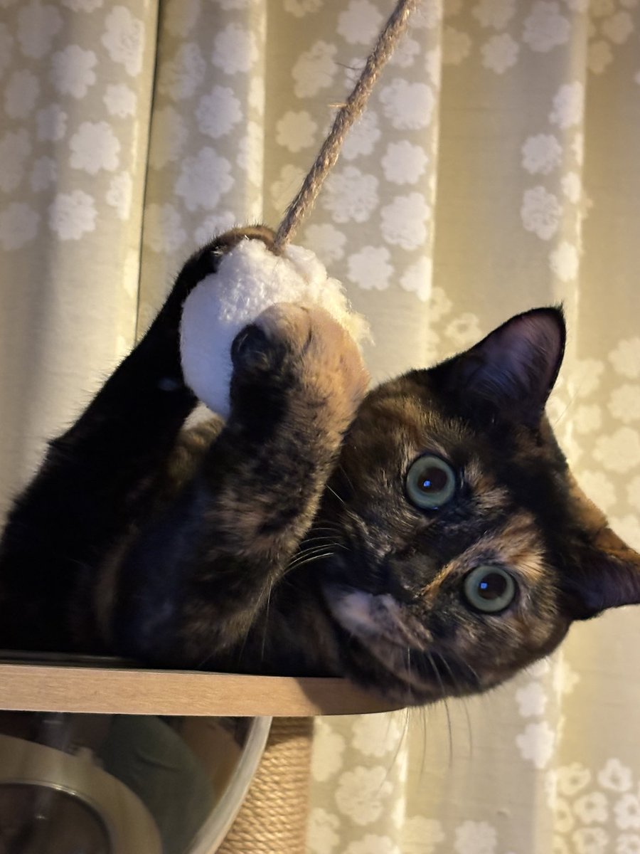 猫好きさんと繋がりたい #猫のいる暮らし #サビ猫 #サビ猫はいいぞ