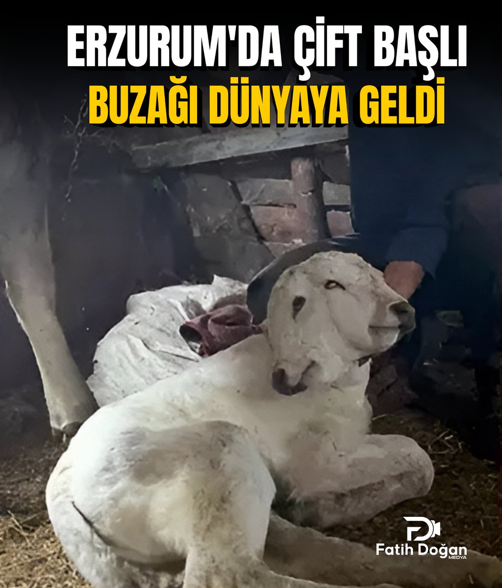 Erzurum Şenkaya'da nadir görülen doğum: sezyan ile alınan buzağı iki başlı ve dört gözlü doğdu. Anne ve yavru sağlıklı

fatihdoganmedya.com.tr/erzurumda-cift…