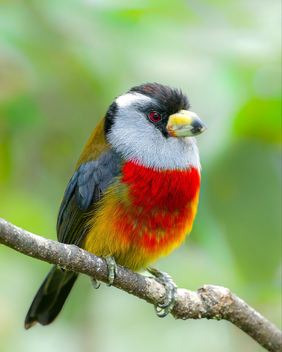 Caren Jahre tweet media