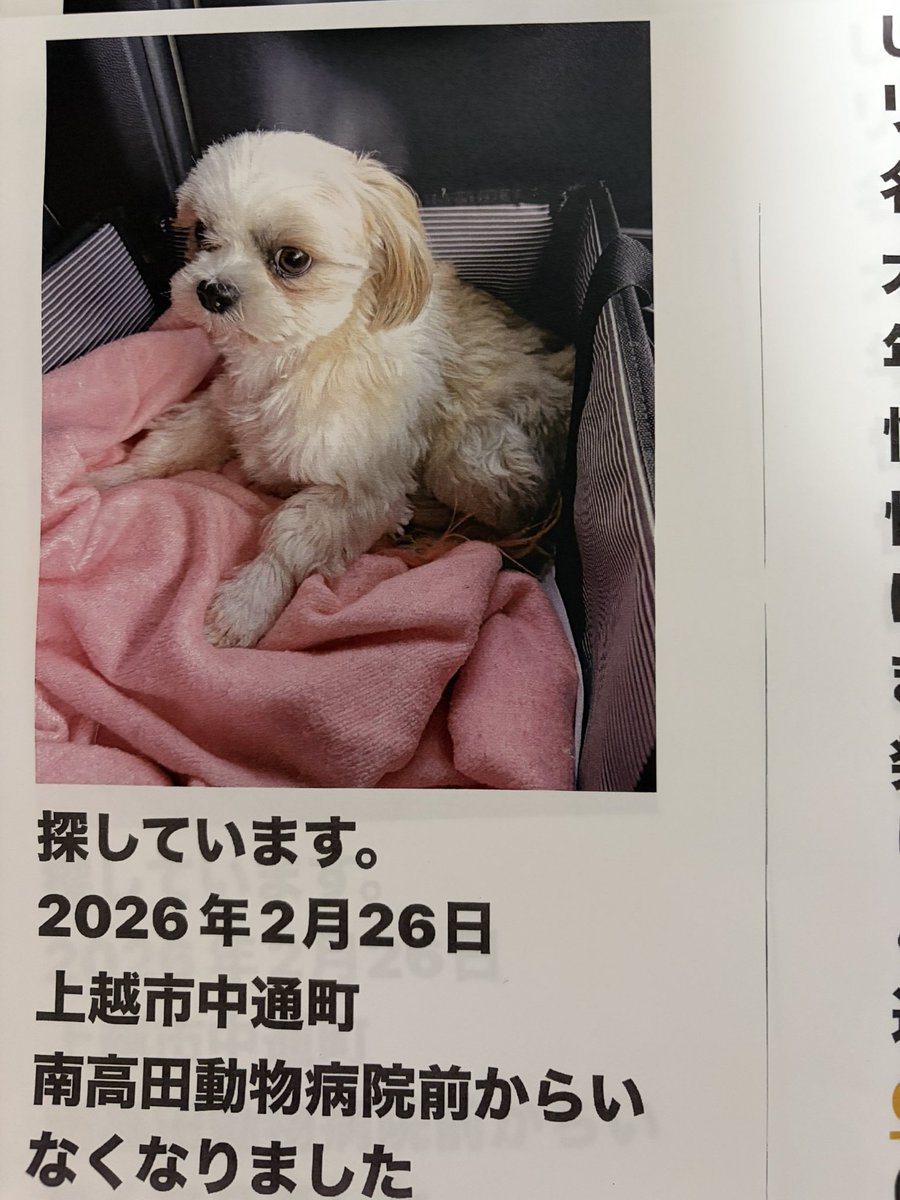 ポスターが完成しました

実際は仕事や家で待つ老犬のケア、今後の捜索資金を確保するための役所の手続きなどに追われ、四六時中現場に張り付くことができず、もどかしい思いでいっぱいです。　#シーズー　#迷い犬　#上越市　#南高田　#中通町