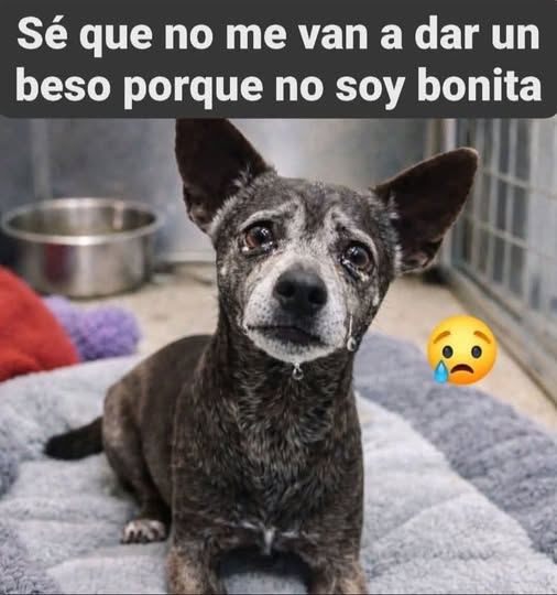 Ani Belén tweet media