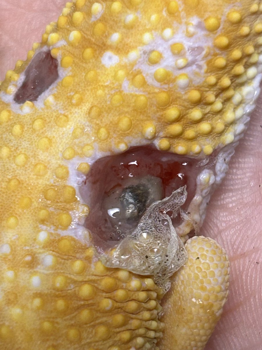 レオパの尋屋 じんぺー tweet media