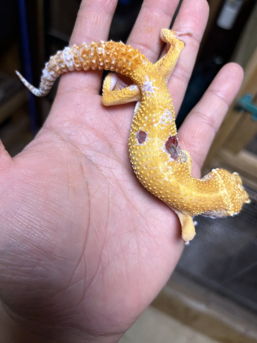 レオパの尋屋 じんぺー tweet media