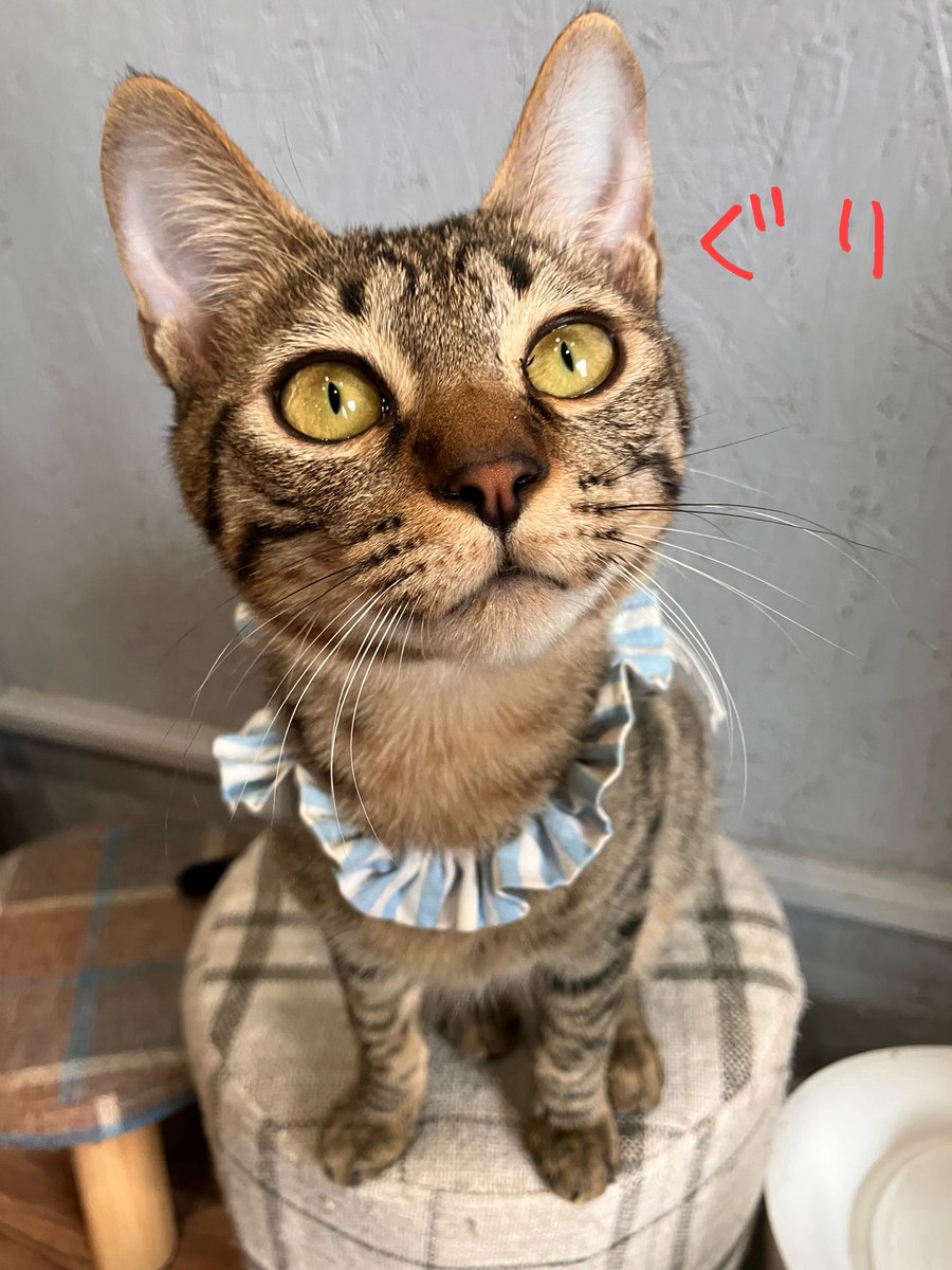 非営利型 一般社団法人 ねこたまご (@nekotamago_) / Posts / X