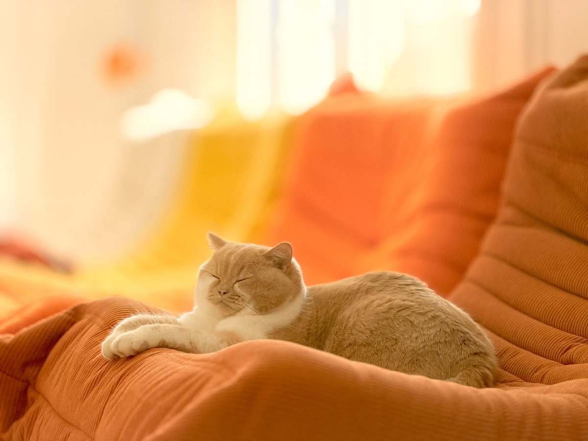 Pascal Pixel tweet media