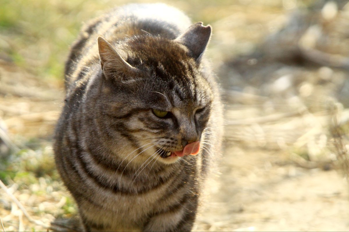 crefica_moto's tweet photo. 日曜日
おはようございます
平穏無事な休日を🍀.*
モノクロ、カラーの
キリトリセカイ
野良猫のキジトラ
 #写真
 #モノクロ 
 #猫
 #動物
 #スナップ
 #キリトリセカイ https://t.co/3ZTPDCxQcZ