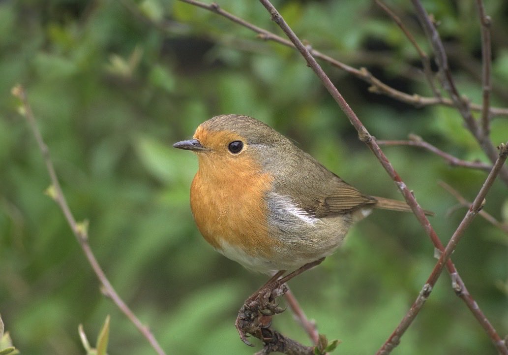 3月の誕生月鳥はロビン。 ロビンはコマドリ、忍耐力の鳥。 最も過酷な