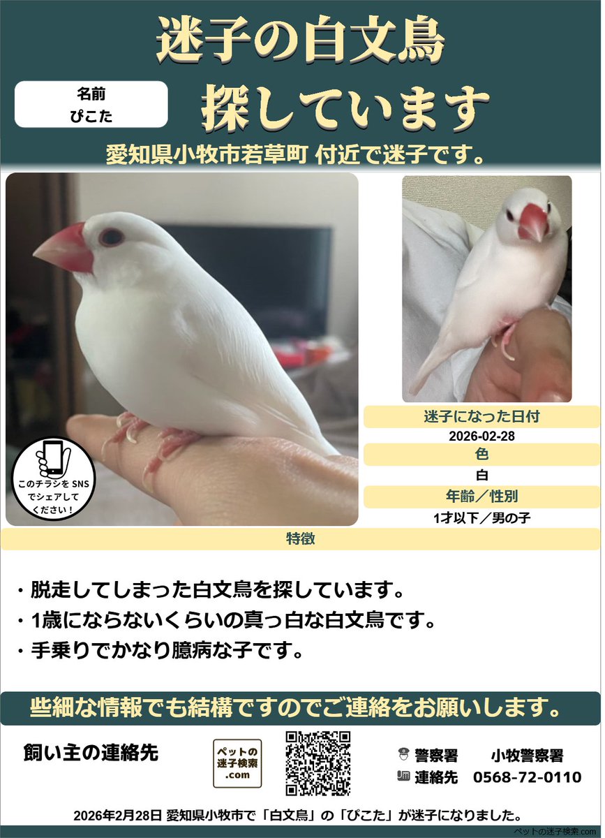 maigokensaku's tweet photo. 以下内容をSNSで拡散させていただきました。
https://t.co/y1DL8EvWzb

勝手ではございますがチラシを作成させていただきました。
↓こちらのような感じでチラシを利用していただくと有効かと思います。
https://t.co/mZZtLX2eV1

#迷子 #鳥 #迷い鳥 #迷い文鳥 #愛知県 #白文鳥 https://t.co/ZIeryWdEKu
