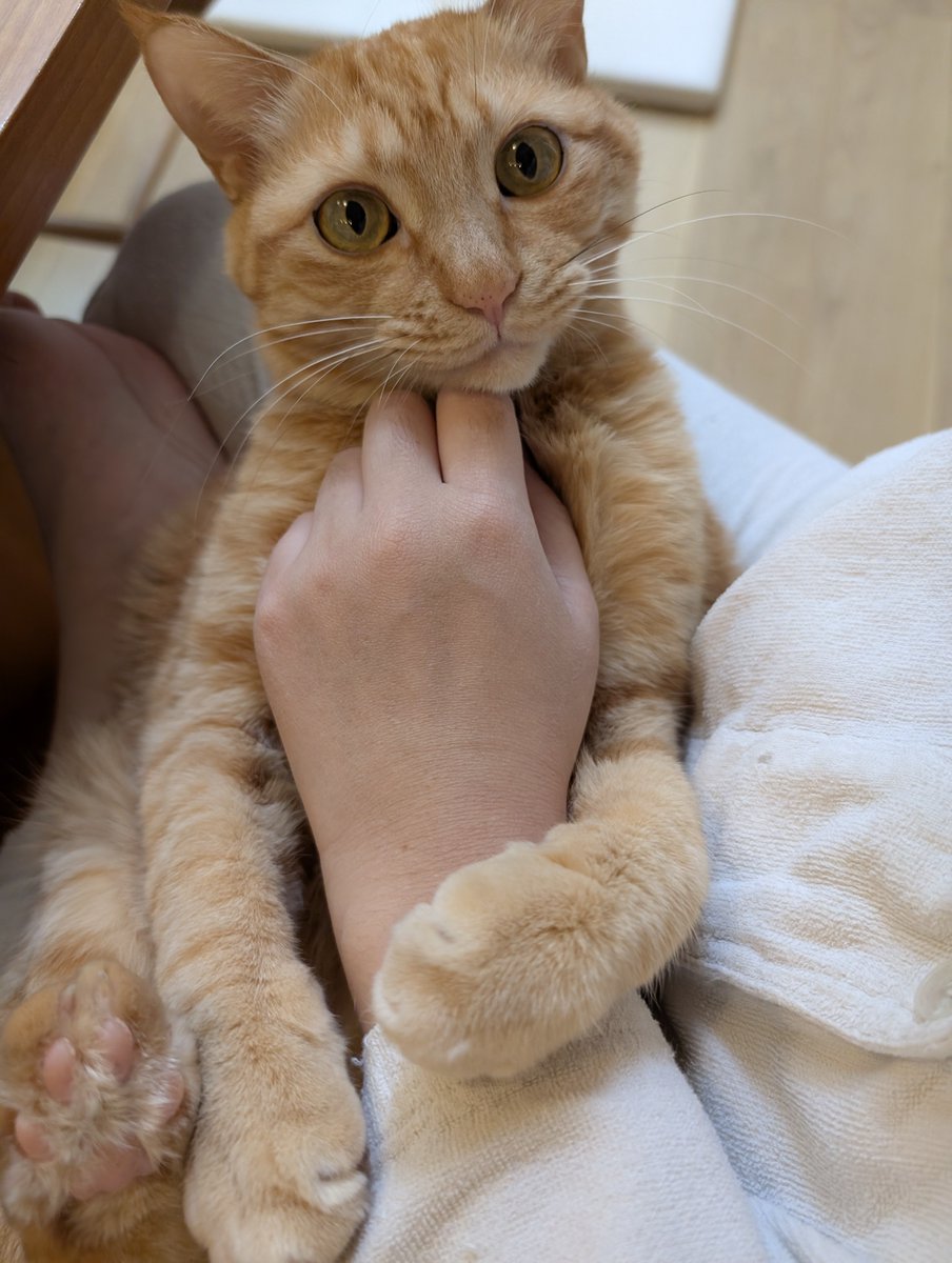 yamomi(Haruna Miyamoto) tweet media