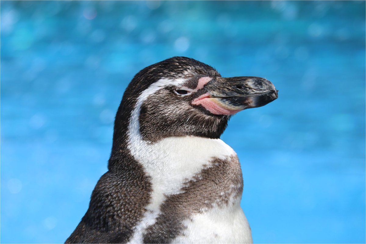 The Penguin 青が似合う🩵 📷 Canon EOS Kiss x8i EF-S55-250mm F4-5.6