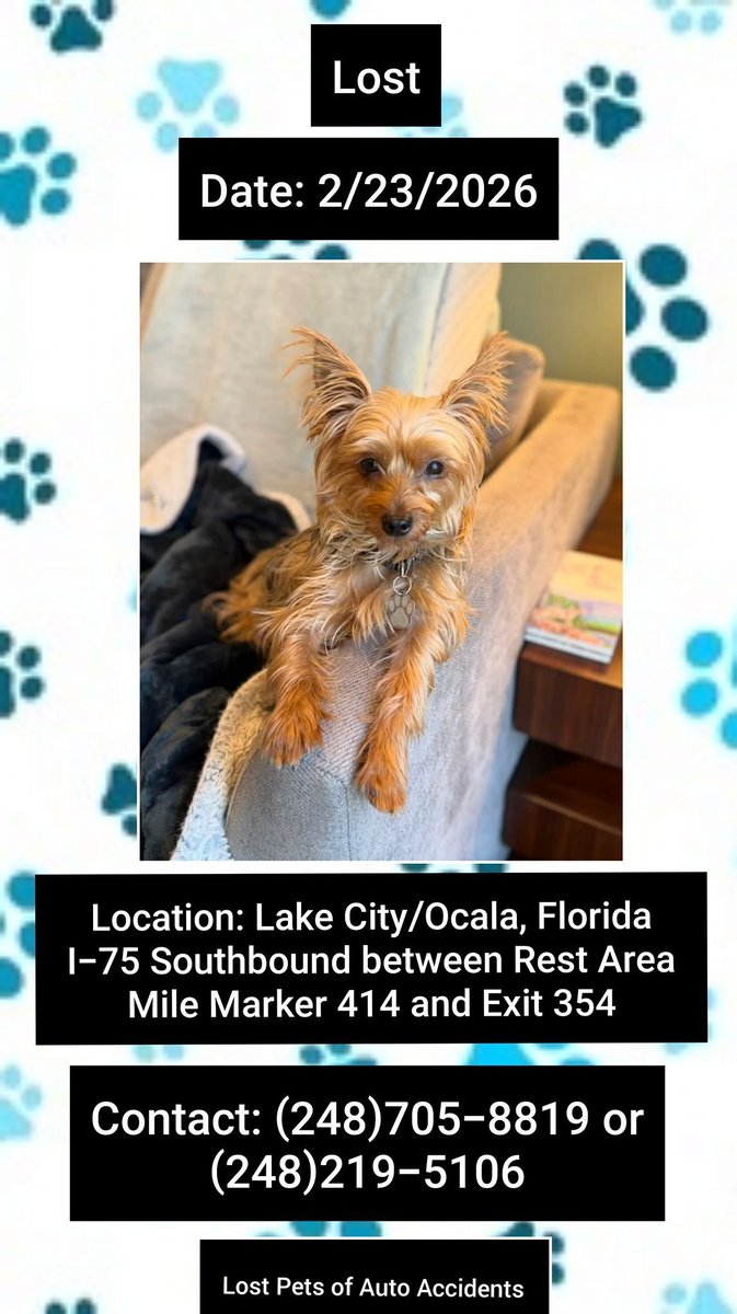 Renzo escaped while traveling
2/23/26
"Renzo was likely picked up heading south at the I-75 Southbound Rest Area near MileMarker 413 #LakeCity #Florida
Male
Yorkie
Brown/Black
8Lbs
Wearing camo harness
Please call (248)705-8819 / (248)219-5106
buff.ly/iVwuWb2
#Lostdog #FL