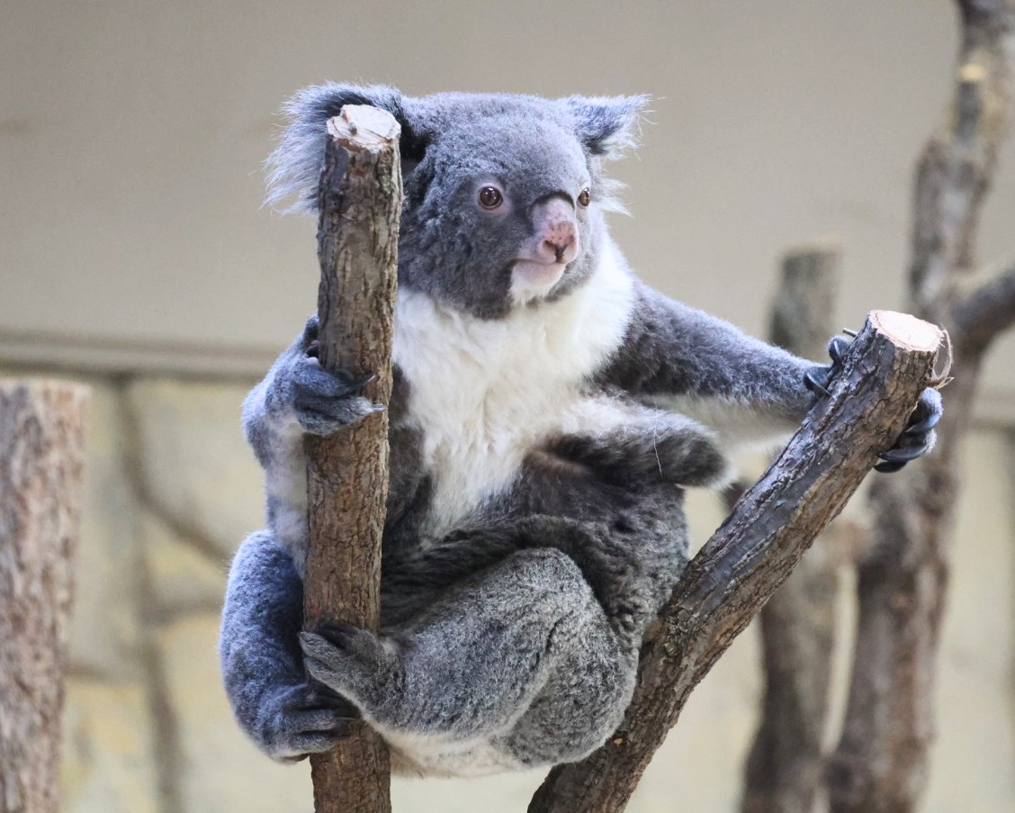 りんちゃんの横に伸びるレディウイング🐨✨ ＃東山動植物園 ＃コアラ