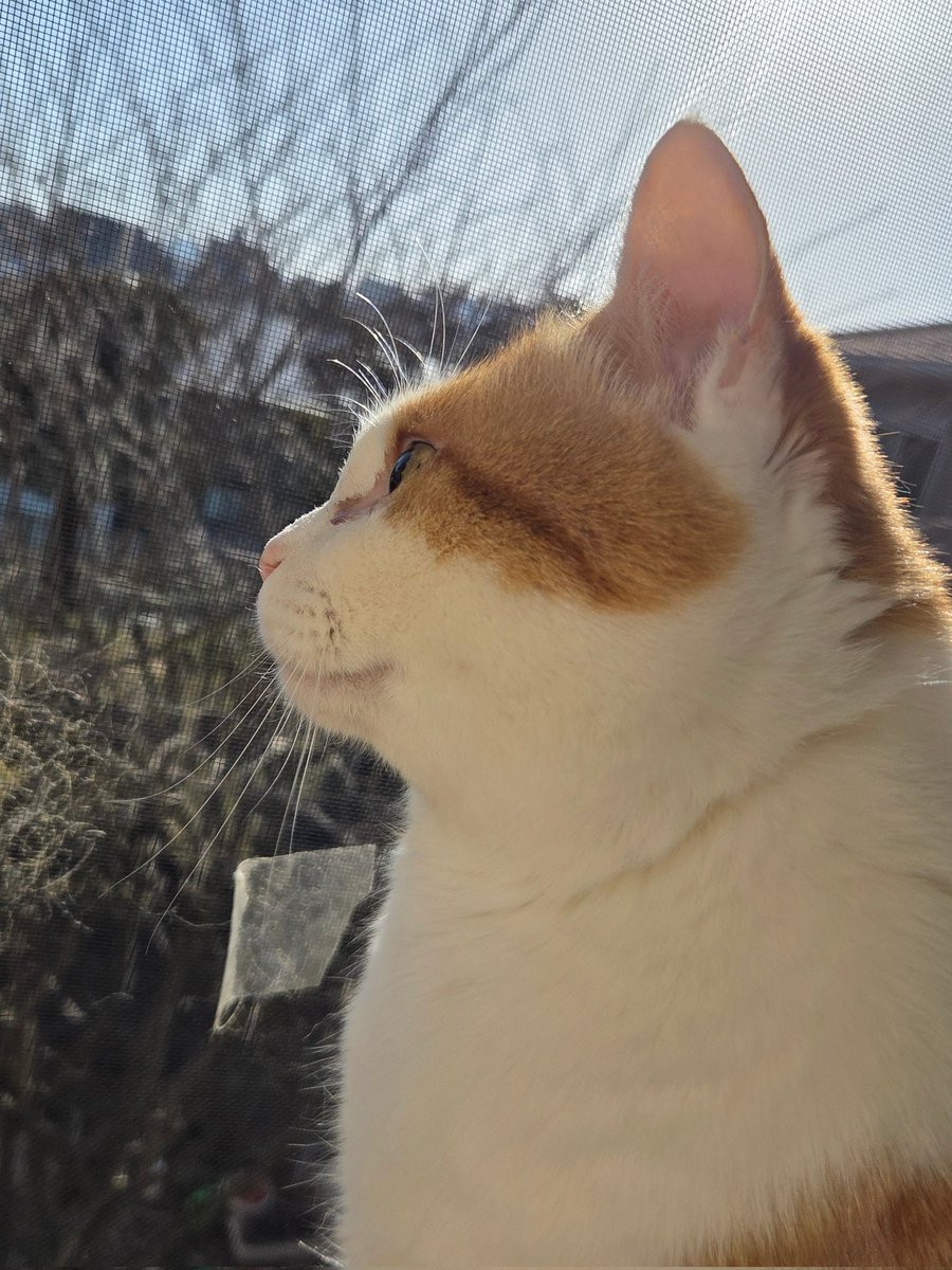 3月！✨出会いと別れの季節がやってくるね🥹 #猫好きさんと繋がりたい