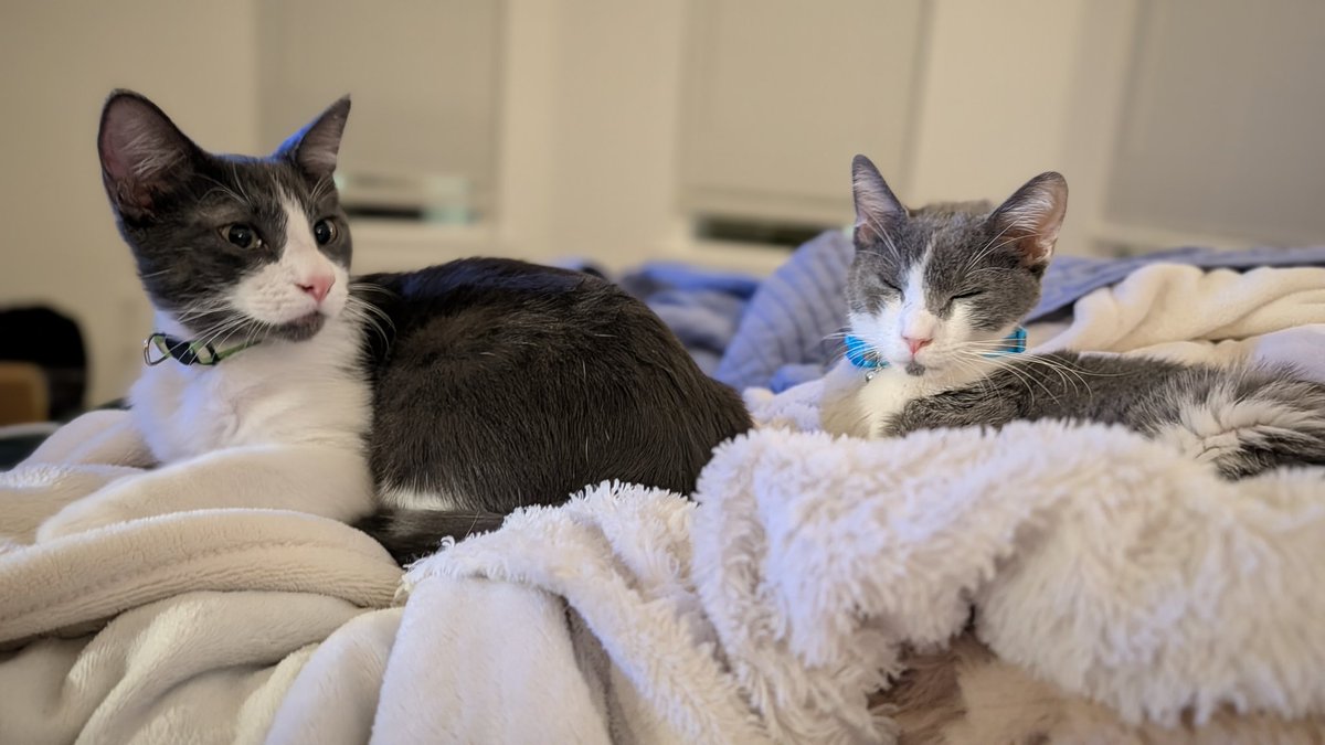 Saddy_Gaming's tweet photo. Meet Osvaldo Gatofria and Holden Cattox of the 11th Furr-sars. Today, Holden starts his first treatment against FIP. Fingers crossed! https://t.co/ZZGq12C8d1