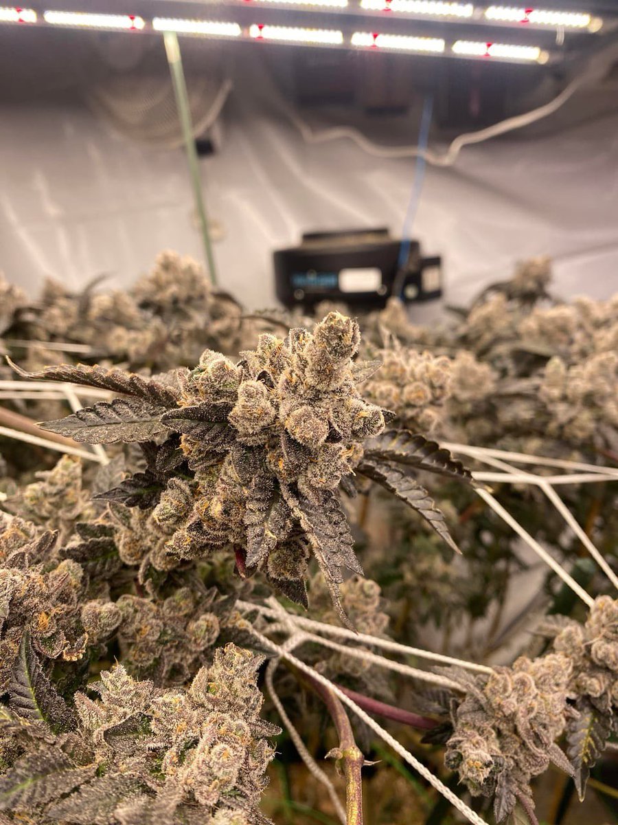 Oregon Bud tweet media