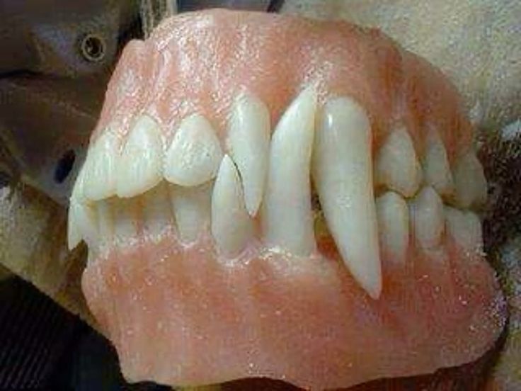 || bread pudding enthusiast || tweet media