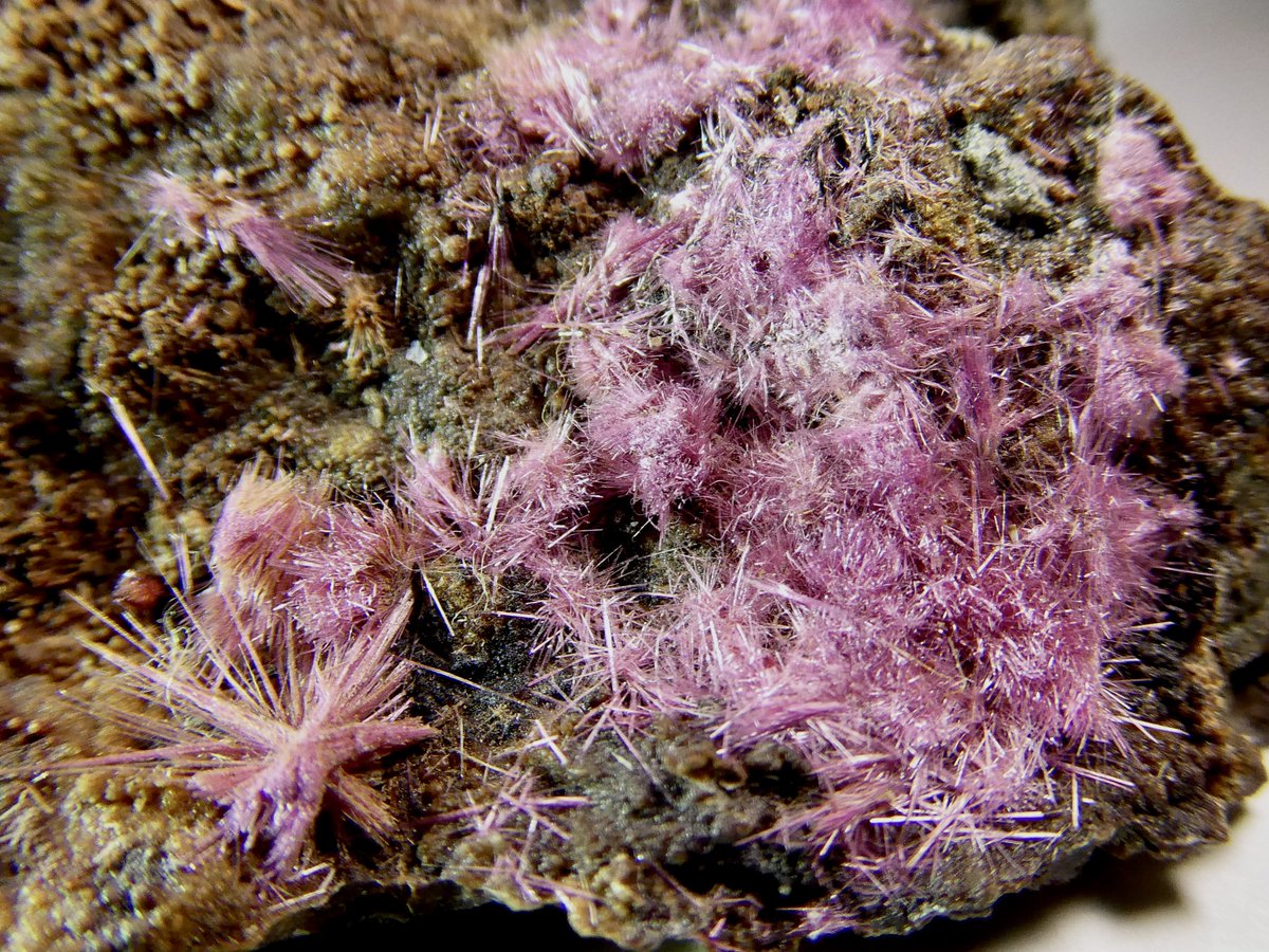 天秤亭てみす🐚 tweet media