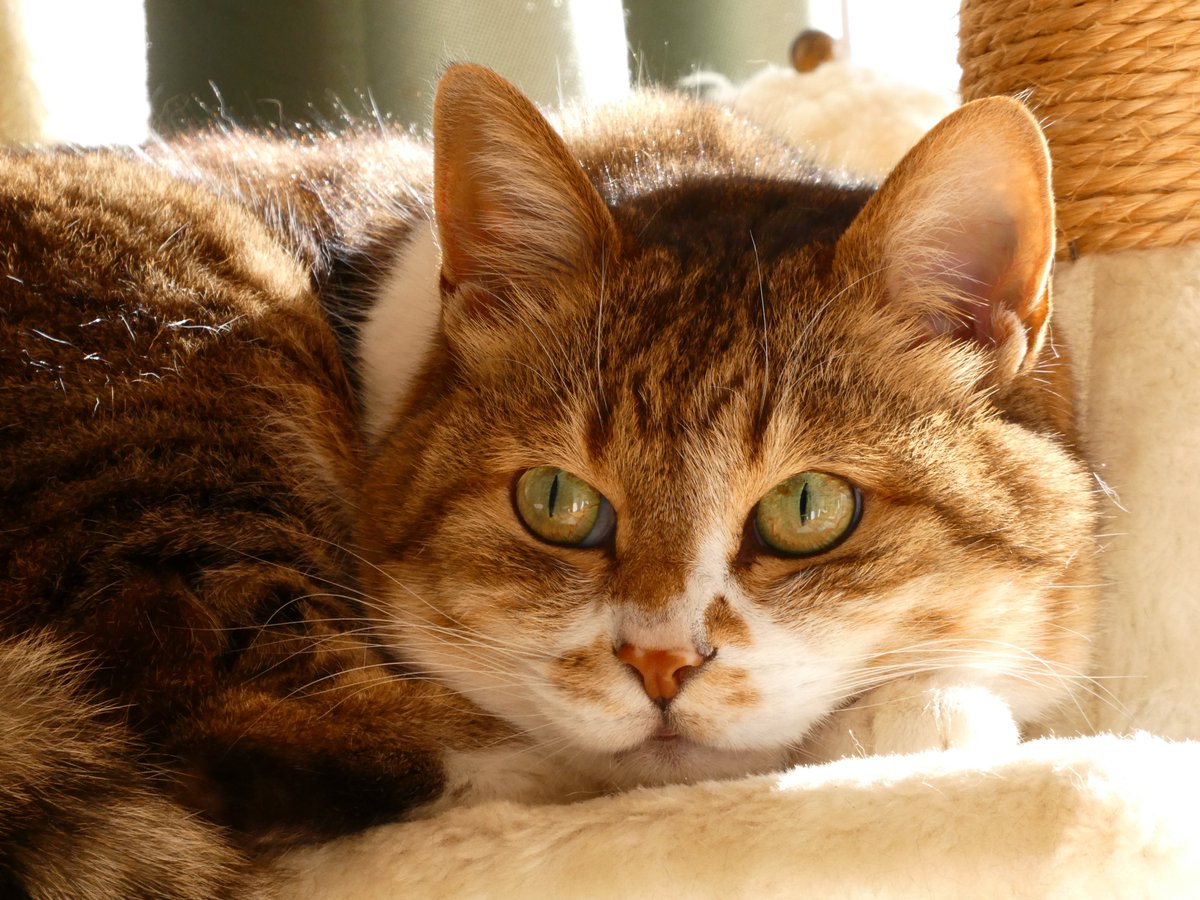 天秤亭てみす🐚 tweet media