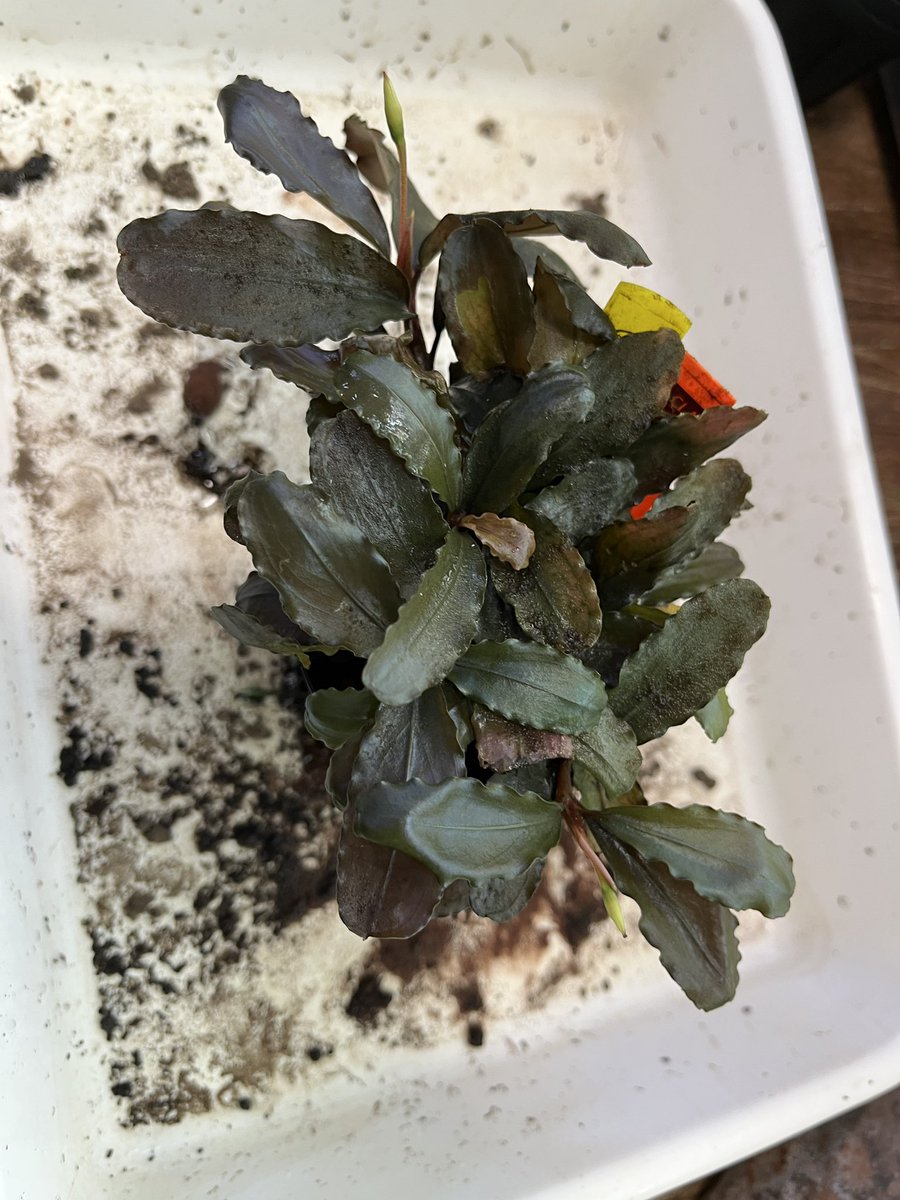 ブセファランドラ