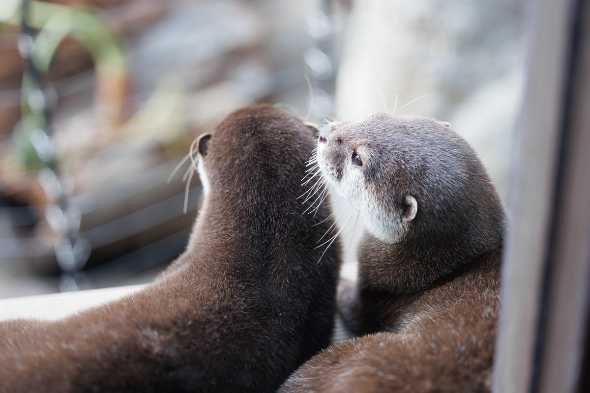 コツメカワウソ #上野動物園 #つイタチだしイタチの画像上げていこうぜ