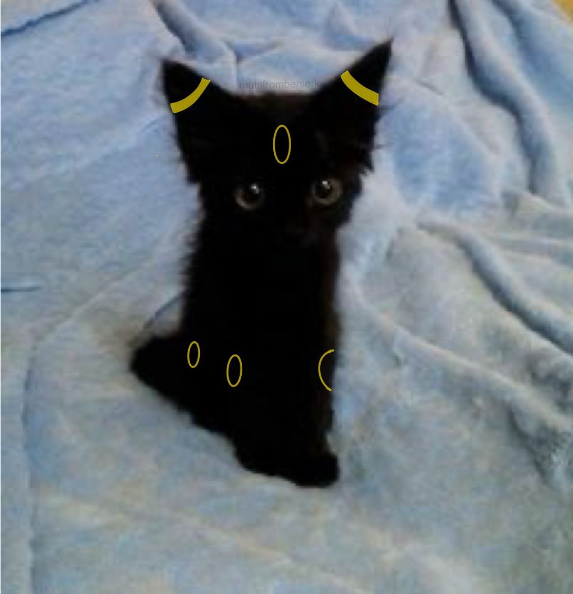Baby Umbreon 🥹🖤