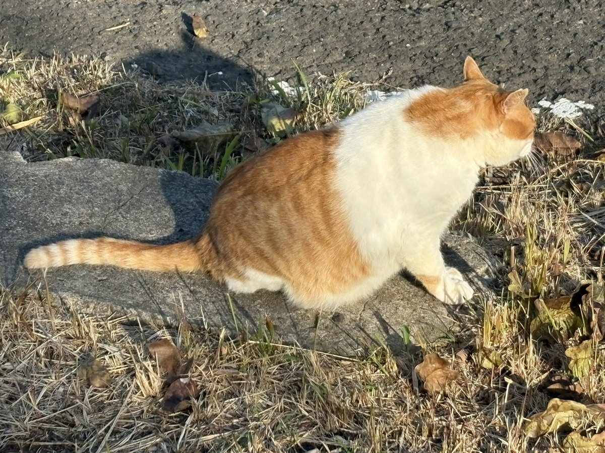 3月1日の食後のまったりタイム😸🎶