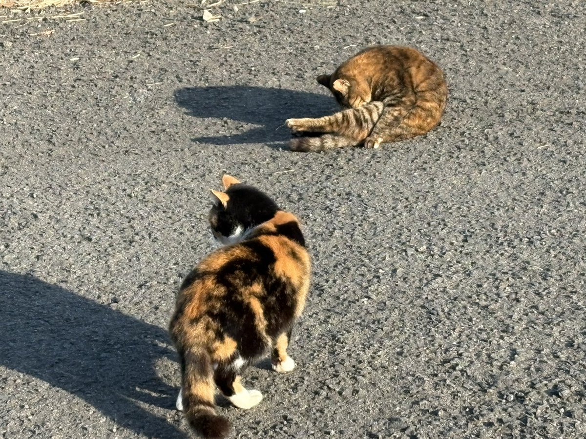 3月1日の食後のまったりタイム😸🎶