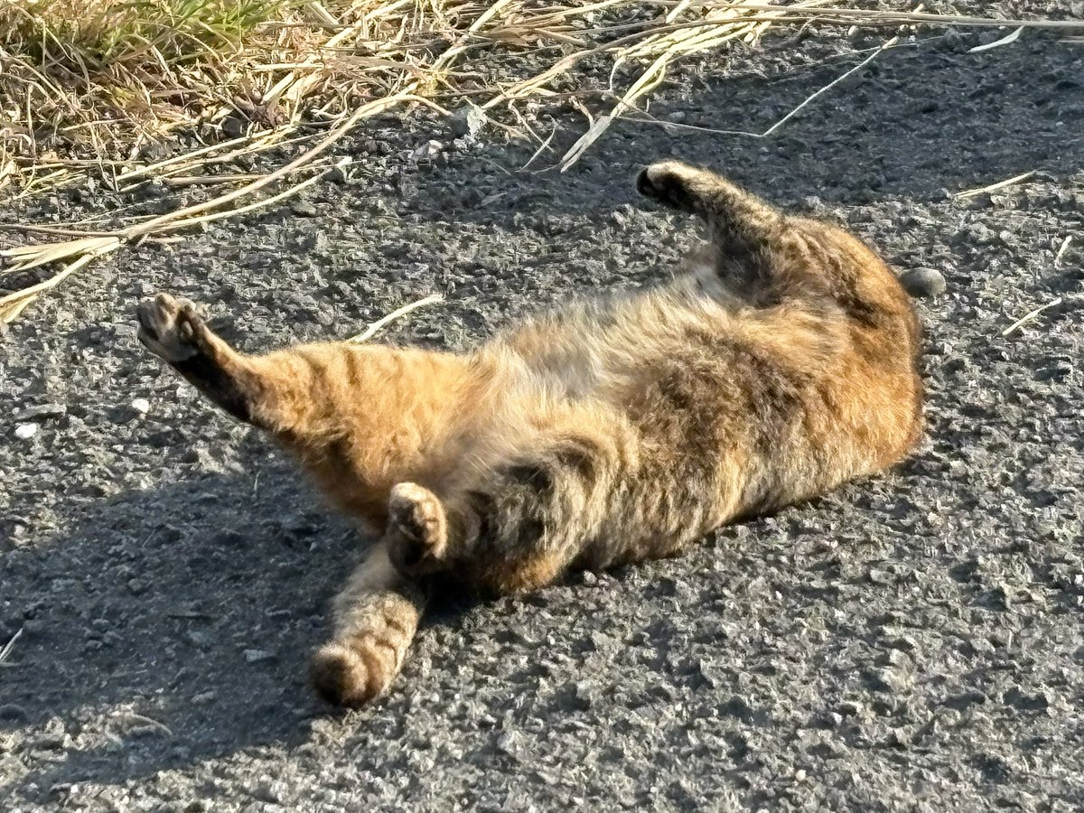 3月1日の食後のまったりタイム😸🎶