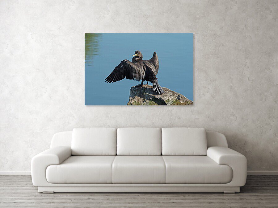 shonna99784's tweet image. Kempenfelt Bay - Cormorant Perched on Rock - Art Print shonna-hawkins.pixels.com/featured/kempe…

#KempenfeltBay #Cormorant #Perched #Rock #Barrie #ArtPrint  #FineArtPrints #WallArt #HomeDecor #ShonnaHawkinsPhotography #BuyIntoArt