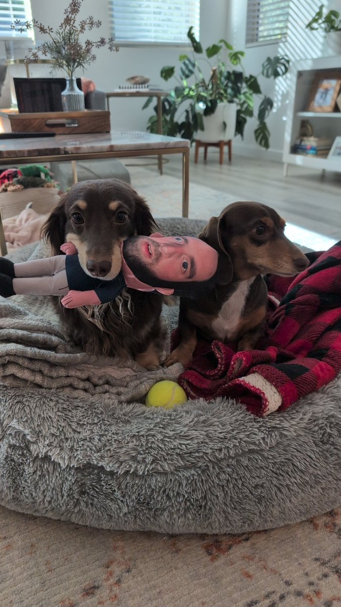 OwenBirck's tweet photo. @PardonMyTake just got the Hank dog toy. Waffles and Bacon love it.
BTW, the Raiders won't be a shit show next season (me lying to myself while simultaneously trying to wish something into existence). Help us 'Doza, you're our only hope. https://t.co/oL8GTAvLur