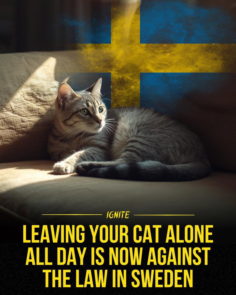 In Sweden, caring for a cat means more than food and shelter. 🐱

Under Swedish animal welfare laws, cat owners are required to give their pets daily social interaction and proper mental stimulation. Leaving a cat alone for long periods without attention can be considered