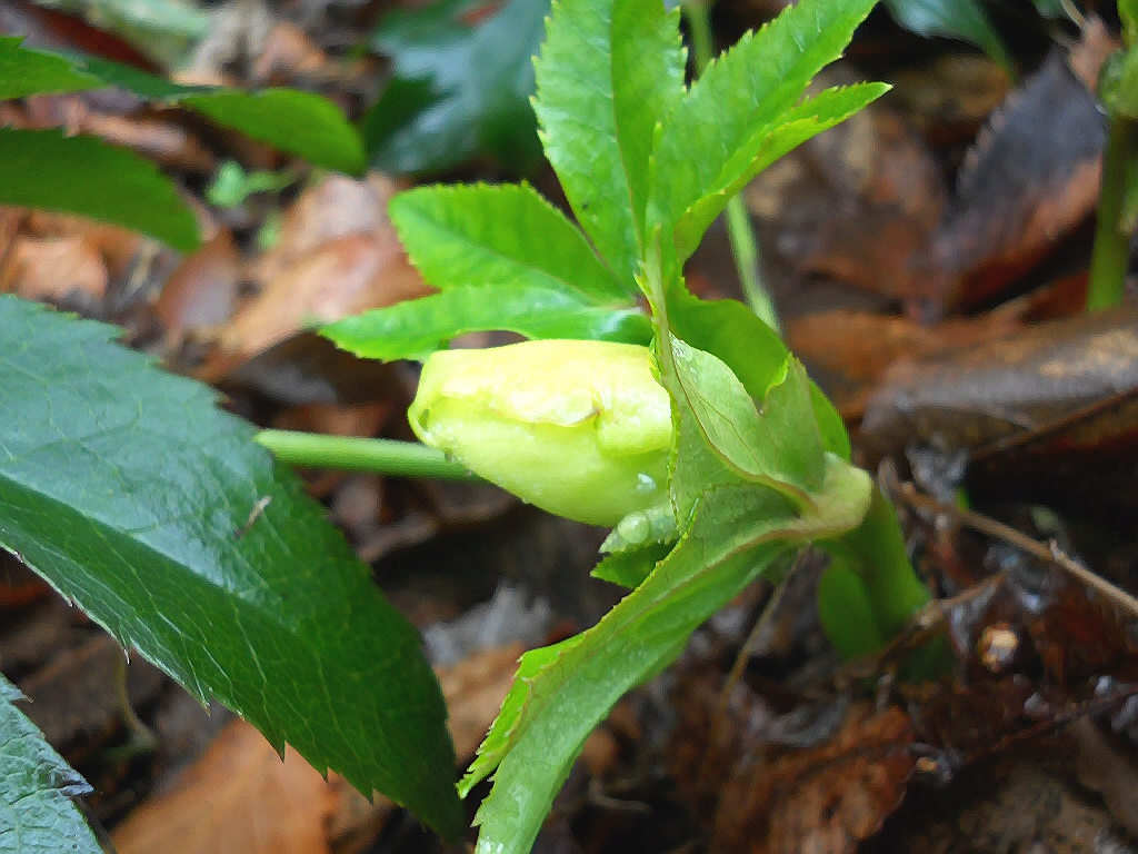 3/1 本日、晴れ。 暖かさに誘われて、クリスマスローズが 顔を出した