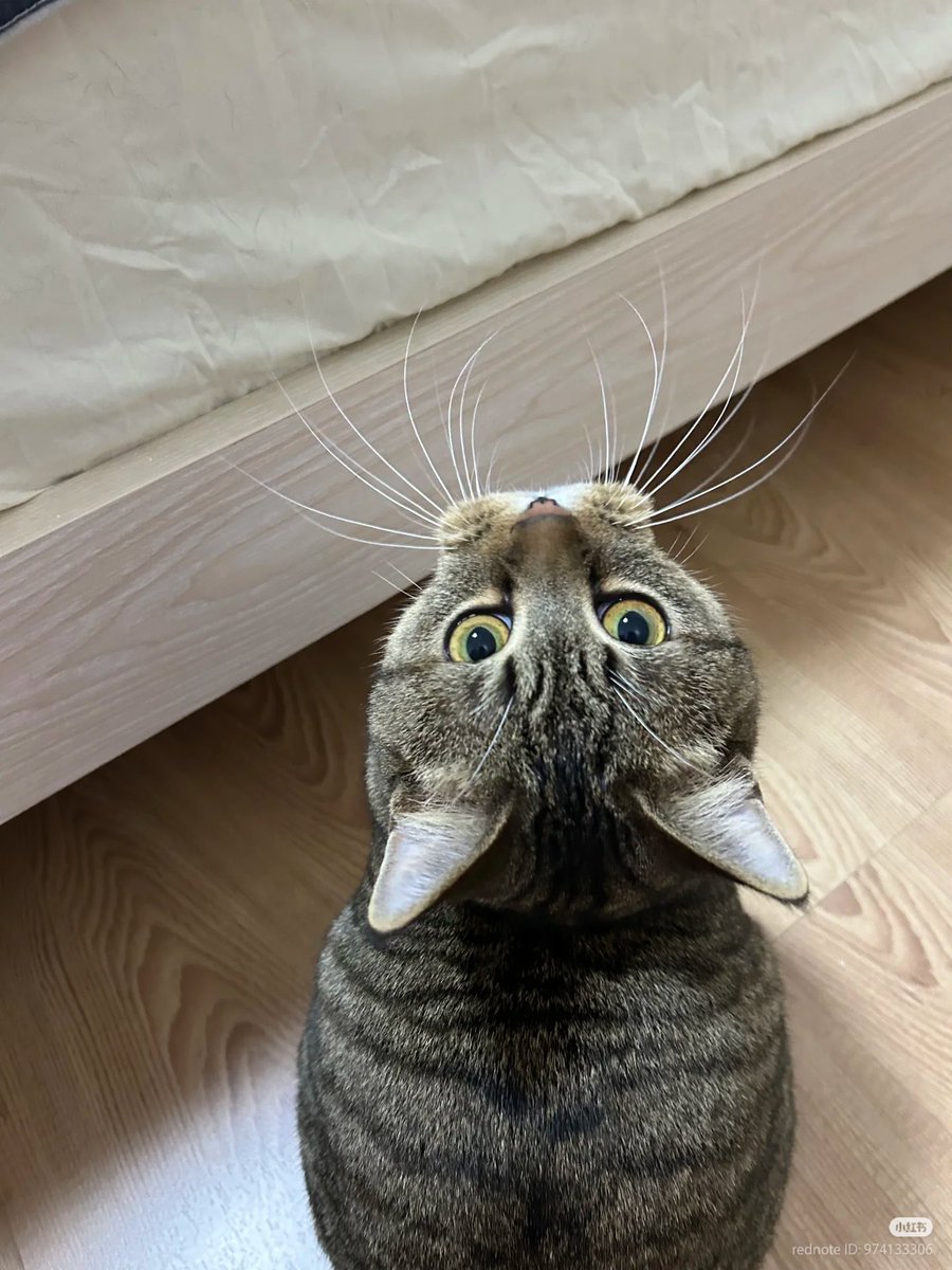 No Context Cats tweet media