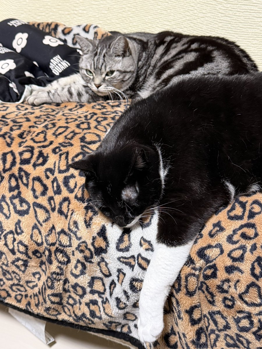 猫と暮らす