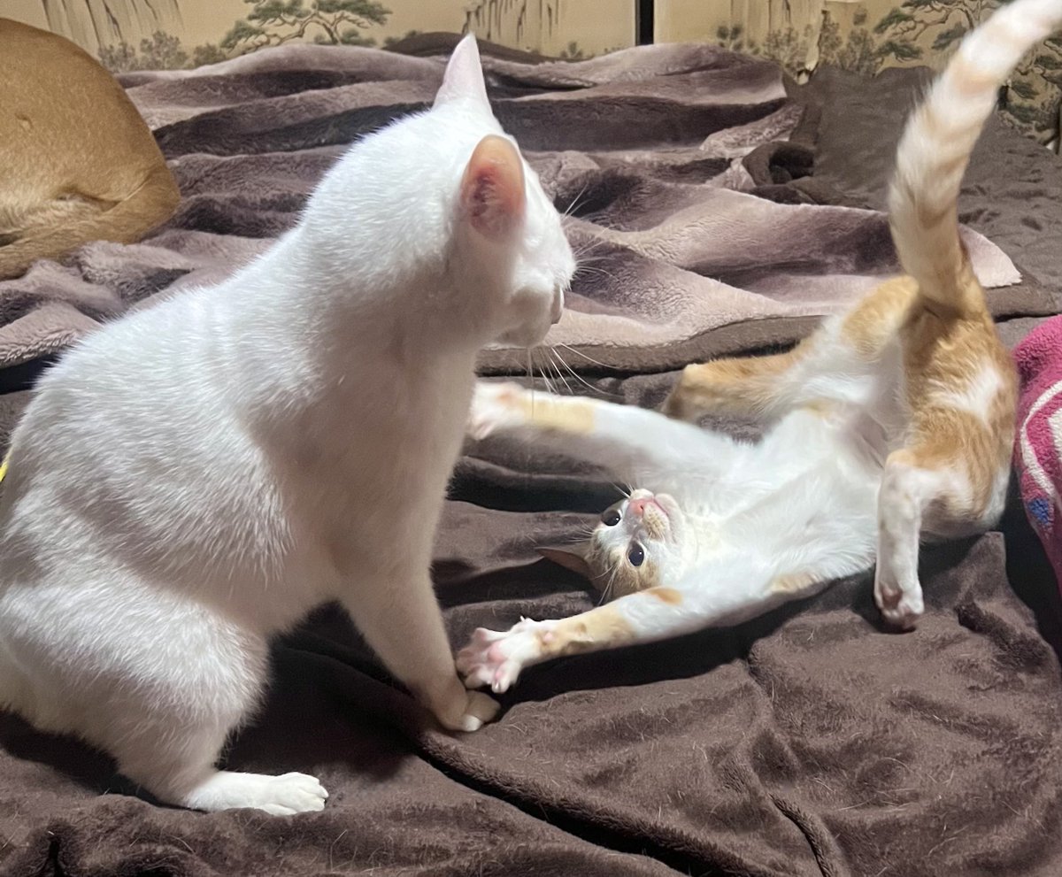 可愛さで何とかしようとしている